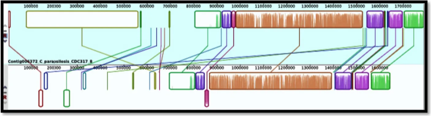 Figura 12. El alineamiento del cromosoma 8 de C. parapsilosis y el cromosoma 3 de C. orthopsilosis