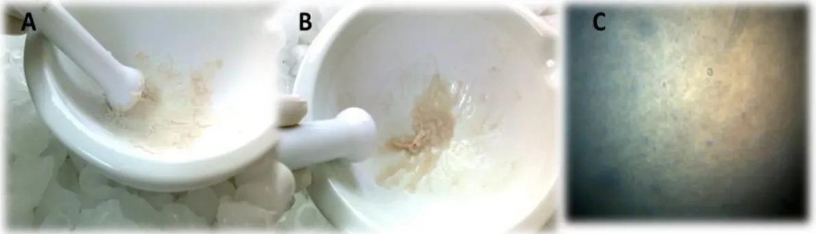 Fig. 2 Se observa en A), B). El concentrado de LI triturado en un mortero de  porcelana después de añadir  el nitrógeno líquido, en C)