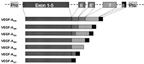 Fig. 7. Gen de VEGF-A (Hoeben et  al., 2004). 