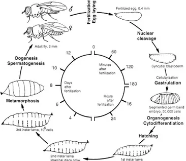 Figura 1: Ciclo de vida de Drosophila melanogaster.
