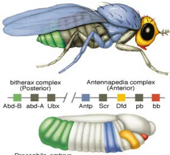 Figura  3:   Los   genes   Hox   regulan   la   identidad   de   los segmentos en el eje anterior-posterior en Drosophila.