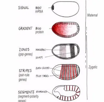 Figura  5:   Representación   esquemática   de   la jerarquía genética en el desarrollo embrionario.