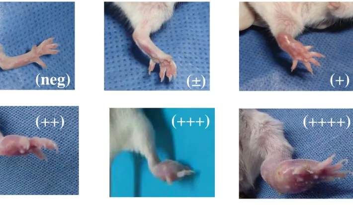 Figure 3. BALB/c mice inoculated with N. brasiliensis HUJEG-1 showing diverse  degrees of mycetomatous lesions