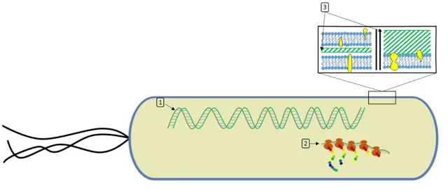 Figura  1.  Objetivos  comunes  de  diversos  antibióticos.  Representación  de  las  estructuras  bacterianas  que  son  atacadas por una variedad de antibióticos; 1: la integridad de la doble cadena de DNA por ejemplo al ser atacada por  las  quinolonas 