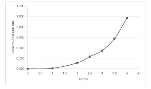 Figura 5. Crecimiento de E. coli ATCC 11229. OD 600  de un cultivo de E. coli con respecto al tiempo en horas del  inóculo 1:250 en medio LB a 37°C-150 rpm