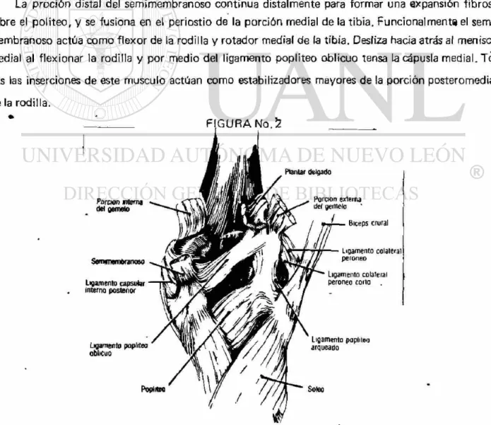 Fig. 2.- Cara posterior de la rodilla. 