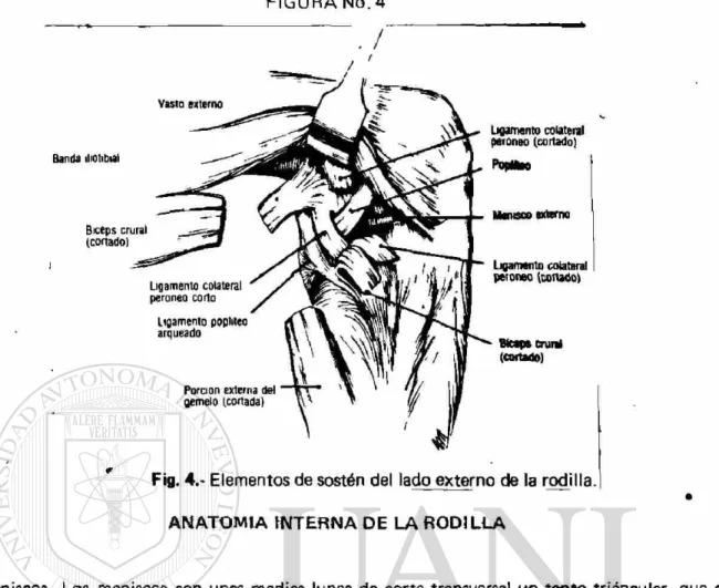 Fig. 4.- Elementos de sostén del lado externo de la rodilla.1  A N A T O M I A  I N T E R N A  D E LA  R O D I L L A 