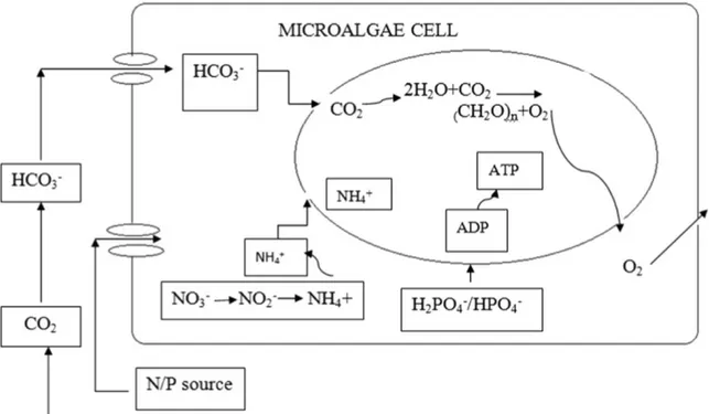 Figura 1. Mecanismo de asimilación de C, N y P por microalgas (Abinandan y Shanthakumar 2015)  
