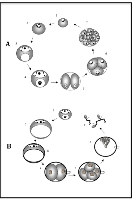 Figura  4.  A:  Ciclo  de  vida  de  Perkinsus marinus  basado  en  el  modelo  de  infección  del  ostión  americano  Crassostrea  virginica