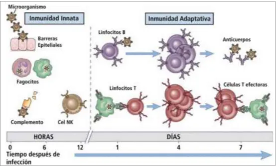 Figura 1: Sistema inmune innato y adaptativo 3 . 