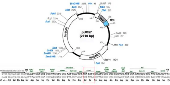 Figura 9. Mapa del vector pUC57 y secuencia del sitio múltiple de clonación.  El  gen de la EG se sintetizó en el vector pUC57 en el sitio de restricción de la enzima  EcoRV dentro del sitio múltiple de clonación