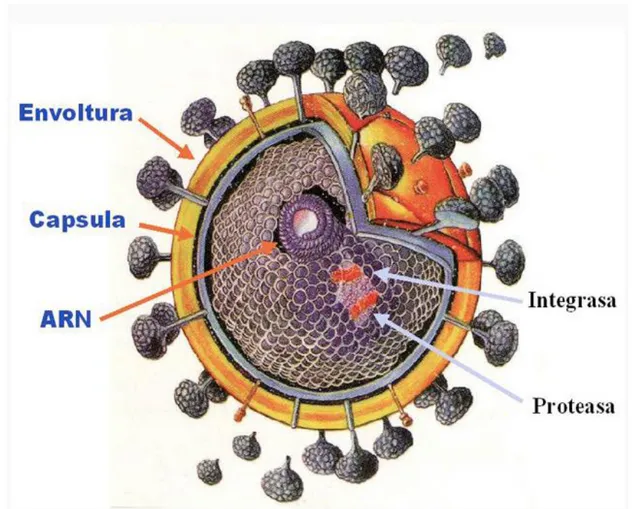Fig. 1. Estructura general del Virus de Inmunodeficiencia Humana. 
