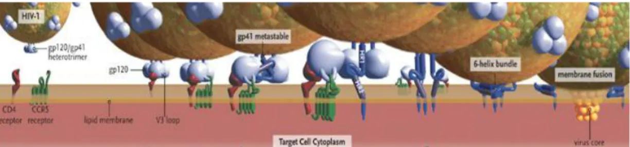 Fig.  5.  Esquematización  de  la  fusión  de  las  proteínas  de  envoltura  del  VIH  con  la  membrana celular