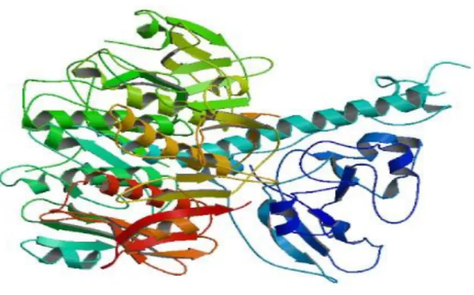 Fig. 7. Estructura de la toxina del cólera. Subunidad A (CTA en azul), subunidad  A 2 B y subunidad B (CTB en verde)