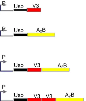 Fig. 11. Estrategias de expresión de las proteínas recombinantes. P Usp V3 A2B P Usp V3 V3 A2B P Usp V3 P Usp A2B 