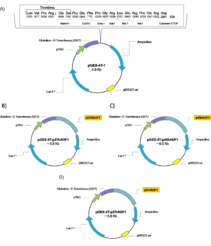 Figura  6.  Vectores  pGEX-4T-AUF1.  A)  El  vector  de  expresión  en  bacterias,  pGEX-4T-1  de  Amersham  Bioscience