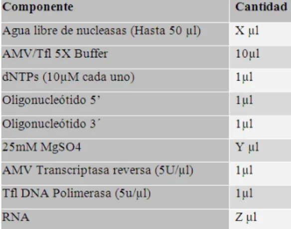 Tabla  7.  Componentes  de  reacción  de  RT-PCR  (modificado  de  https://worldwide.promega.com/~/media/files/resources/protocols/product%20i nformation%20sheets/g/amv%20reverse%20transcriptase%20protocol.pdf) 
