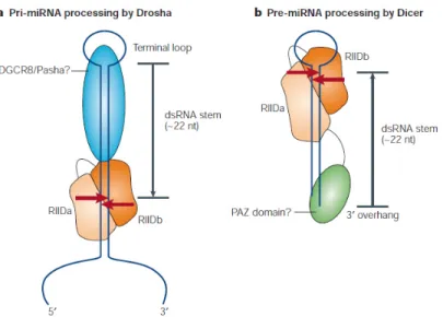 Figura  3.  Posibles  mecanismos  de  acción  por  Drosha  y  Dicer.  (a)  Drosha  introduce  un  corte  ~22 