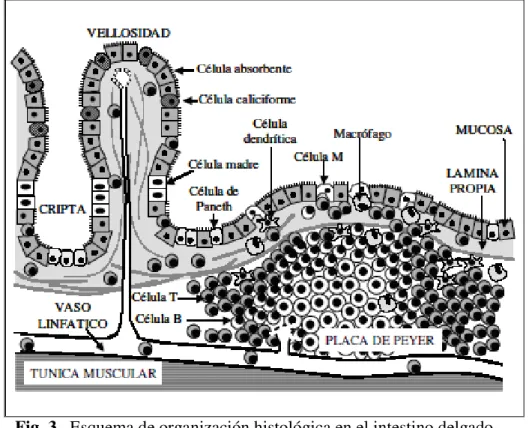 Fig. 3.  Esquema de organización histológica en el intestino delgado                                 (tomado de Bujalance 2006)