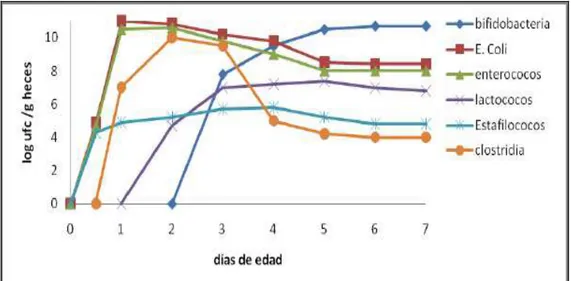 Fig. 4. Cambios en la microbiota intestinal en infantes desde recién nacidos               hasta 7 días de edad (tomado de Arunachalam, 1999)
