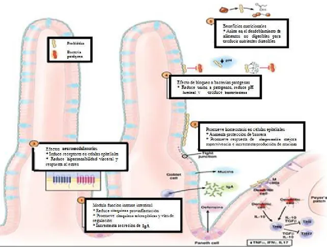 Fig. 9. Interferencia entre bacterias adheridas a las células epiteliales del intestino