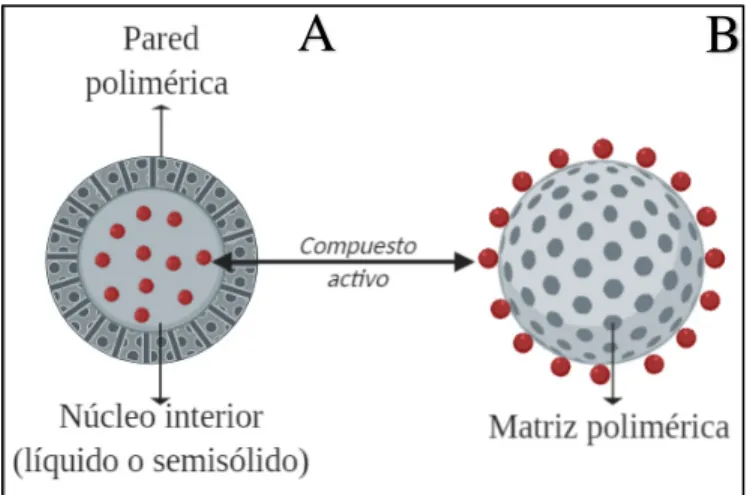 Figura 1.5. Tipos de nanopartículas poliméricas: nanocápsulas  