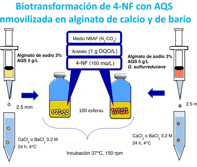 Figura 4. Biotransformación de 4-NF con AQS inmovilizada en alginato de  calcio y de bario