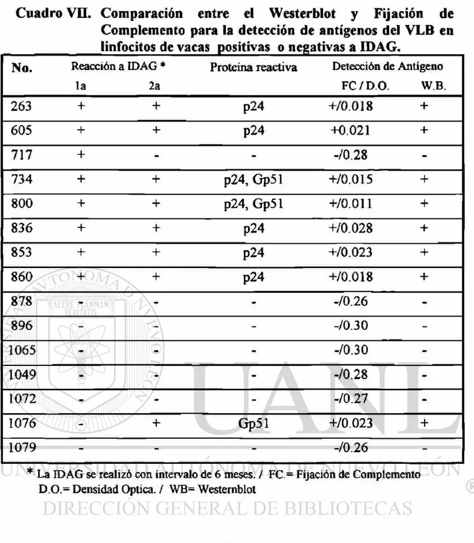 Cuadro VII. Comparación entre el Westerblot y Fijación de  Complemento para la detección de antígenos del VLB en  linfocitos de vacas positivas o negativas a IDAG