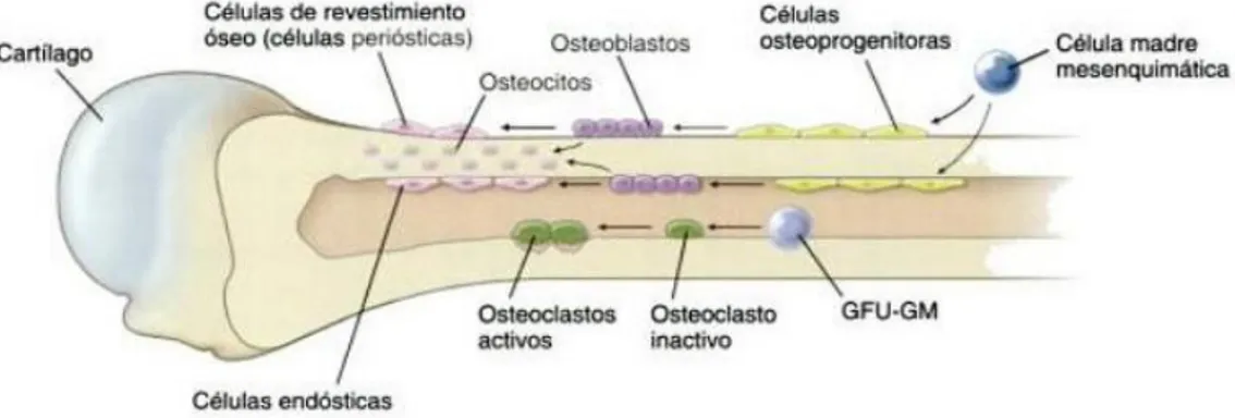 Figura  2.  Representación  esquemática  de  las  células  asociadas  al  hueso.  Las  células  óseas, con excepción de los osteoclastos se originan a partir de las células mesenquimáticas,  que  se  diferencian  en  células  osteoprogenitoras,  osteoblast