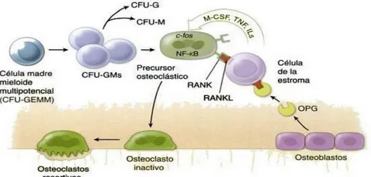 Figura  3.  El  origen  de  los  osteoclastos.  Los  osteoclastos  descienden  de  las  células  progenitoras  hemopoyéticas  mononucleares  (CFU-GM),  y  éstas  a  su  vez,  se  originan  por  las  células madre mieloides multipotenciales (CFU-GMM)