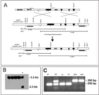 Figura 1. Inactivación del gen nurr1 en CME y detección del genotipo. En A se representan el diseño del vector  recombi-nante nurr1, el gen silvestre nurr1 y el gen nurr1 mutado,  res-pectivamente