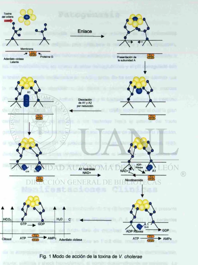 Fig. 1 Modo de acción de la toxina de V. cholerae 