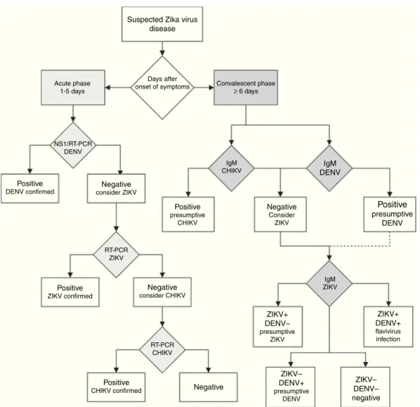 Figure 3 Diagnostic algorithm for detecting Zika virus and related arbovirus. This algorithm is adapted from the one proposed by the Pan American Health Organization
