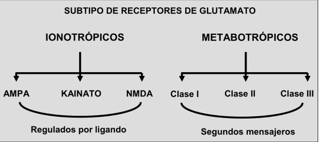 Figura 13. Clasificación de los receptores de glutamato. Esquema modificado de 