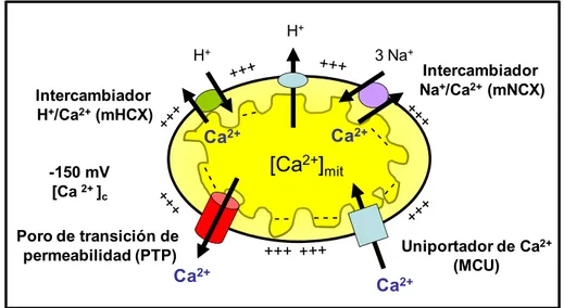 Figura 17. Homeóstasis de Ca 2+  mitocondrial. En condiciones fisiológicos la 