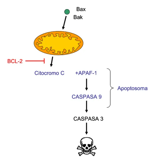 Figura 19. Vía intrínseca de la muerte celular por apoptosis. La vía intrínseca de la 