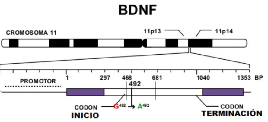 Figura 3. Ubicación del gen BDNF y polimorfismo rs6265. 