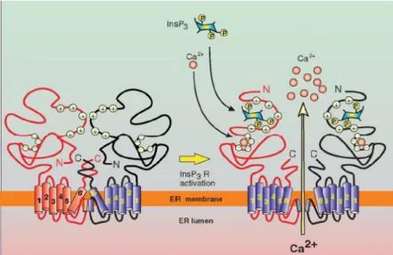 Figura 4. Salida de Ca 2+  del retículo endoplasmatico a traves del IP 3 R.Se observa como el Ca 2+  y el IP 3