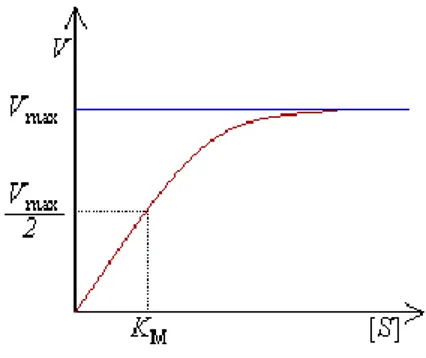 Figura 1: Representación gráfica de la velocidad frente a la concentración de sustrato de una reacción  enzimática 