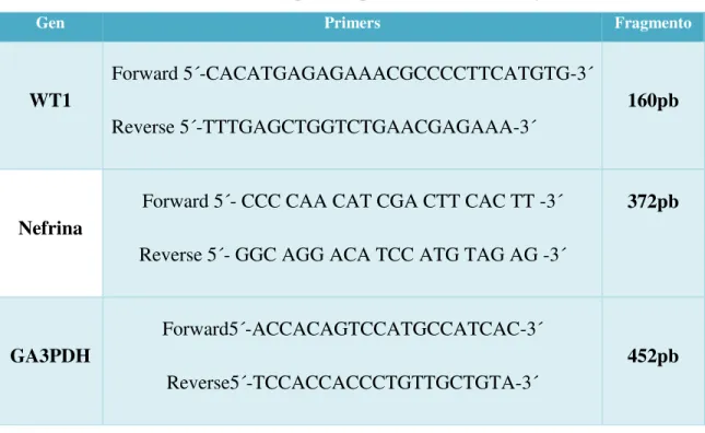 Tabla 2. Secuencias de primers para determinar WT1 y Nefrina 
