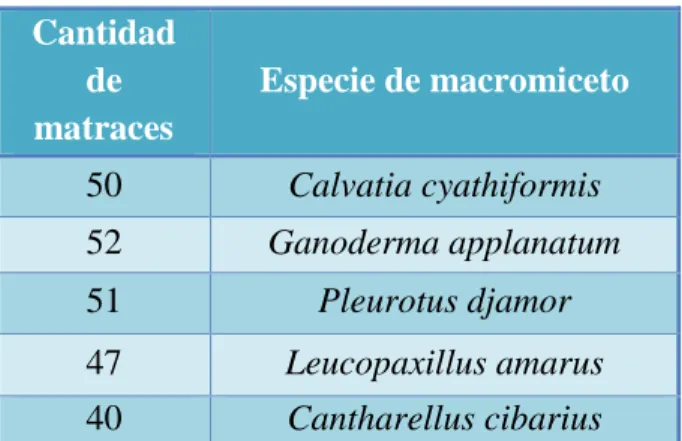 Tabla  No.  1.-  Cantidad  de  matraces  cultivados  durante  2  meses  para  cada  una  de  las  especies de macromicetos analizadas