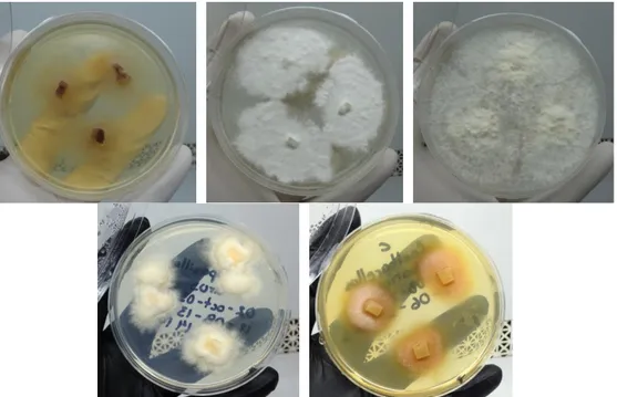 Figura  No.  1.-  Morfologías  obtenidas  para  Calvatia  cyathiformis  (imagen  superior  izquierda),  Ganoderma  applanatum  (imagen  superior  central),  Pleurotus  djamor  (imagen  superior  derecha),  Leucopaxillus  amarus  (imagen  inferior  izquierd