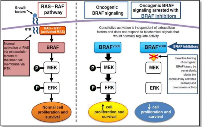 Figura 5. Vía de señalización de la proteína BRAF en su forma oncogénica