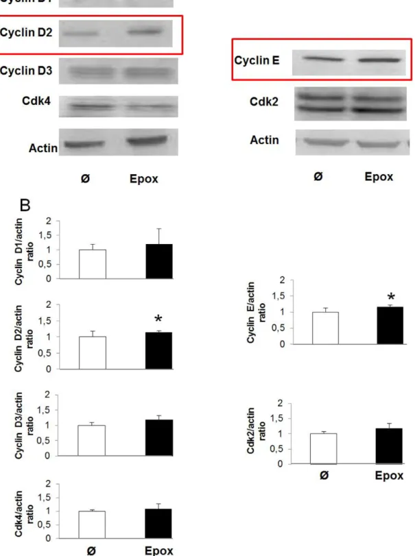 Figure 4. Epoxypukalide induces expression of cell cycle activators. Primary cultures of rat islets were treated with epoxypukalide (Epox) or vehicle
