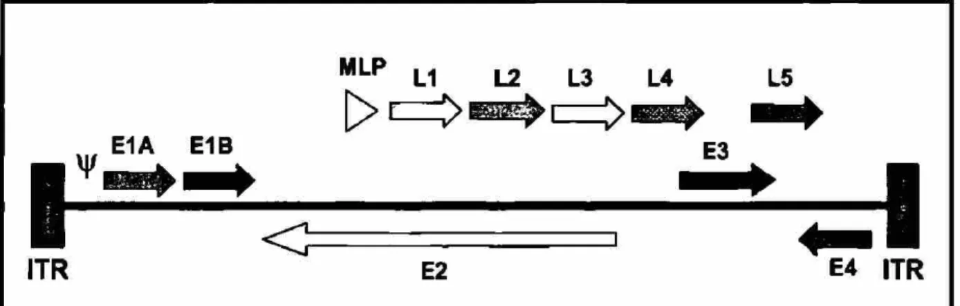 Figura 2. Mapa del genoma adenovíral y unidades de transcripción. A los  extremos se encuentran las regiones ITR izquierda y derecha, (¥) señal de  encapsidación, unidades de transcripción tempranas (E1A, E1B, E2, E3 y E4) y  la unidad de transcripción tar