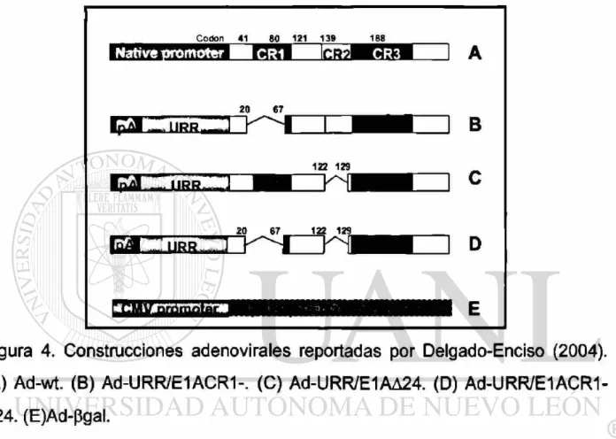 Figura 4. Construcciones adenovirales reportadas por Delgado-Enciso (2004).  (A) Ad-wt