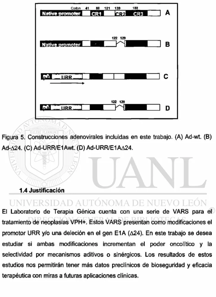 Figura 5. Construcciones adenovirals incluidas en este trabajo. (A) Ad-wt. (B)  Ad-A24