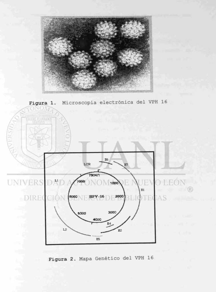 Figura 1. Microscopia electrónica del VPH 16 