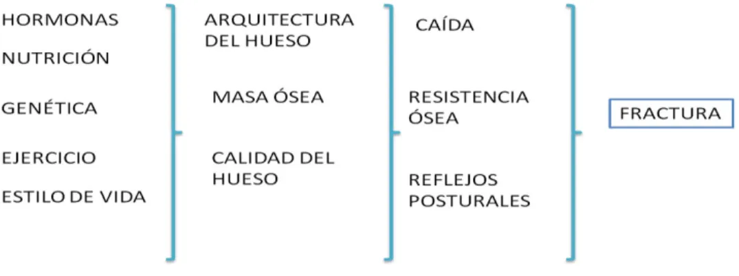 Figura 2. Determinantes de la Fractura modificado de: Kanis, 2002. 