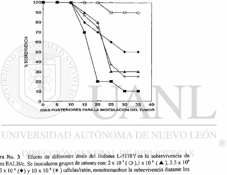 Figura No. 3 Efecto de diferentes dosis del linfoma L-5l78Yen la sobrevivencia de  ratones BALB/c